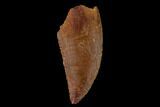 Serrated, Raptor Tooth - Real Dinosaur Tooth #133415-1